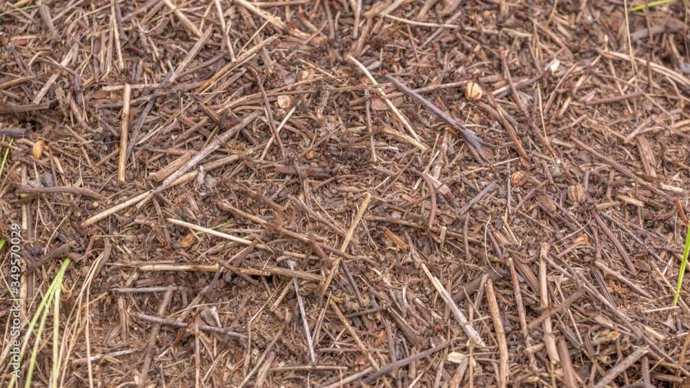 Big anthill in the woods timelapse. Big anthill with colony of ants in summer forest. Ants on the ant hill in the woods closeup, macro. They mooving sticks and building their house Big anthill in the woods timelapse. Big anthill with colony of ants in summer forest. Ants on the ant hill in the woods closeup, macro. They mooving sticks and building their house