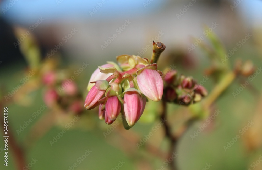 Blueberry's tiny flowers bloom in spring Blueberry's tiny flowers bloom in spring