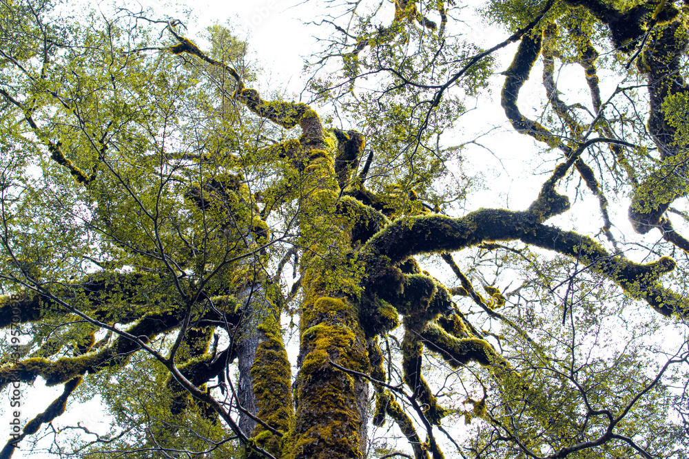 Fototapeta premium Kauri Bäume - Märchenwald in Neuseeland, fließendes Wasser