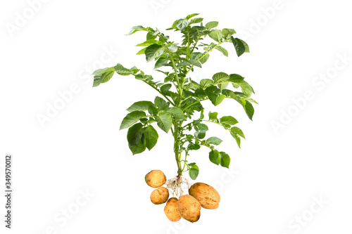 Potato plant with tubers on white background © Danykur