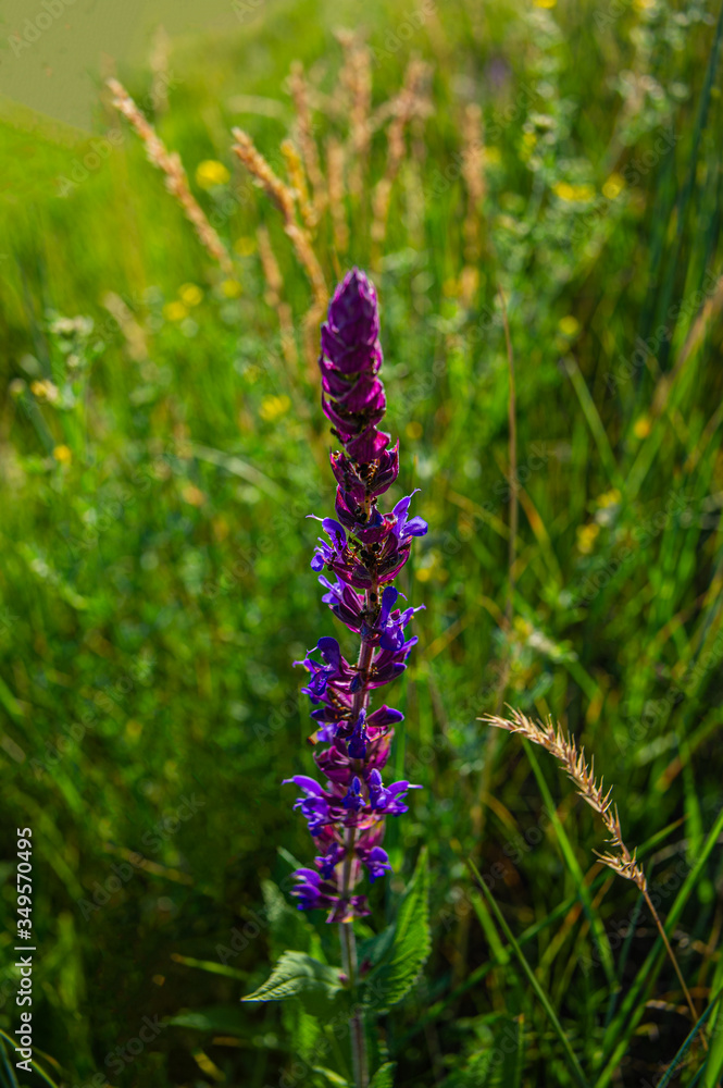 plant covered with purple flowers in a meadow in the morning. Spring season. plant covered with purple flowers in a meadow in the morning. Spring season.