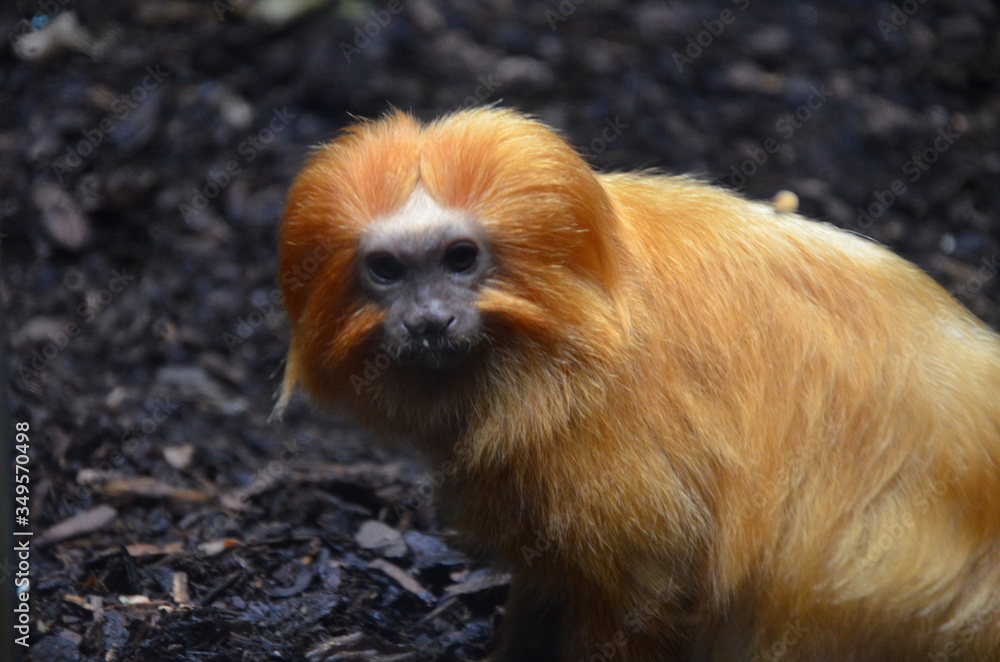 Golden lion tamarin (Leontopithecus rosalia) Golden lion tamarin (Leontopithecus rosalia)