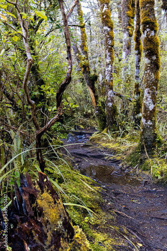 Kauri Bäume - Märchenwald in Neuseeland, fließendes Wasser