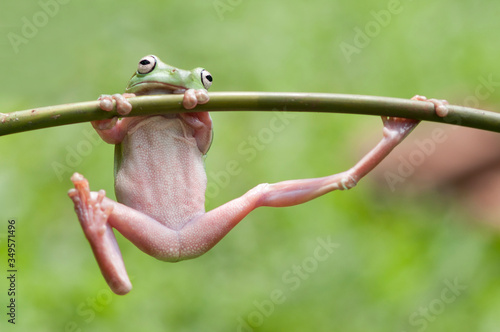 dumpy frog, frogs, tree frog, flying frog, 