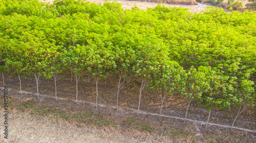 Aerial view rubber tree plantation