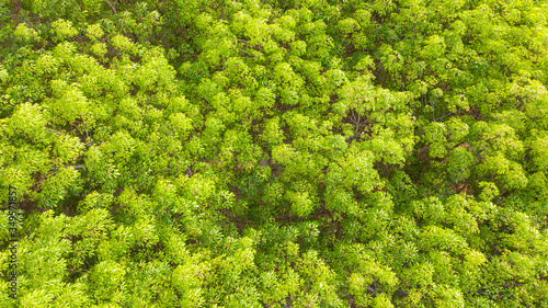 Aerial view rubber tree plantation