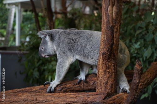 Fototapeta Naklejka Na Ścianę i Meble -  A cute koala in Australia