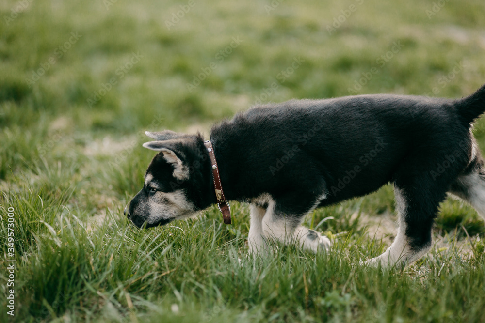 Eastern European shepherd puppy on the street Eastern European shepherd puppy on the street