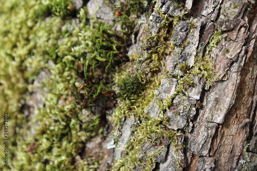Moss grows on the trunk of a pear tree