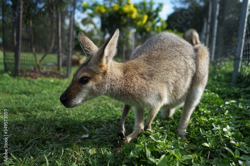 A happy  western gray kangaroo Macropus fuliginosus  subspecies Kangaroo Island kangaroo. 