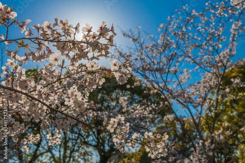 Wallpaper Mural 宇佐神宮で見つけた満開の桜（大分県） Torontodigital.ca