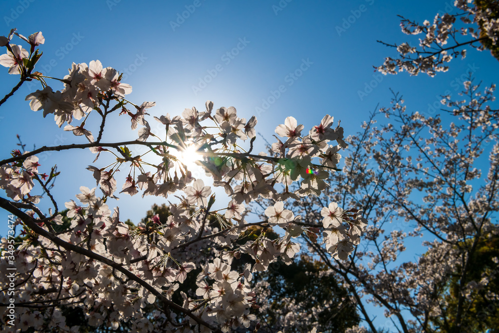 宇佐神宮で見つけた満開の桜（大分県）