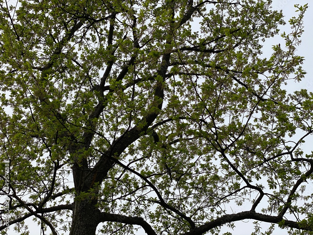 Fototapeta premium tree branches against blue sky