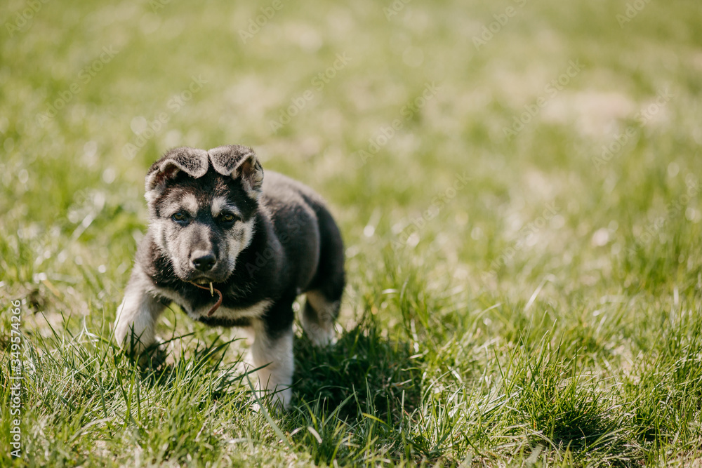 Eastern European shepherd puppy on the street Eastern European shepherd puppy on the street