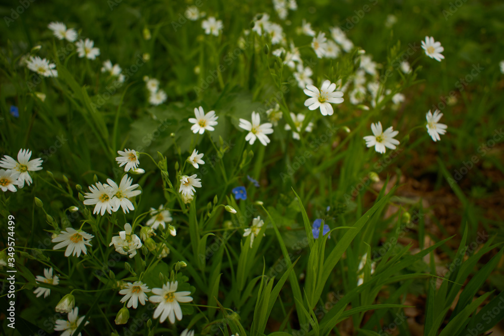 daisies in the grass daisies in the grass