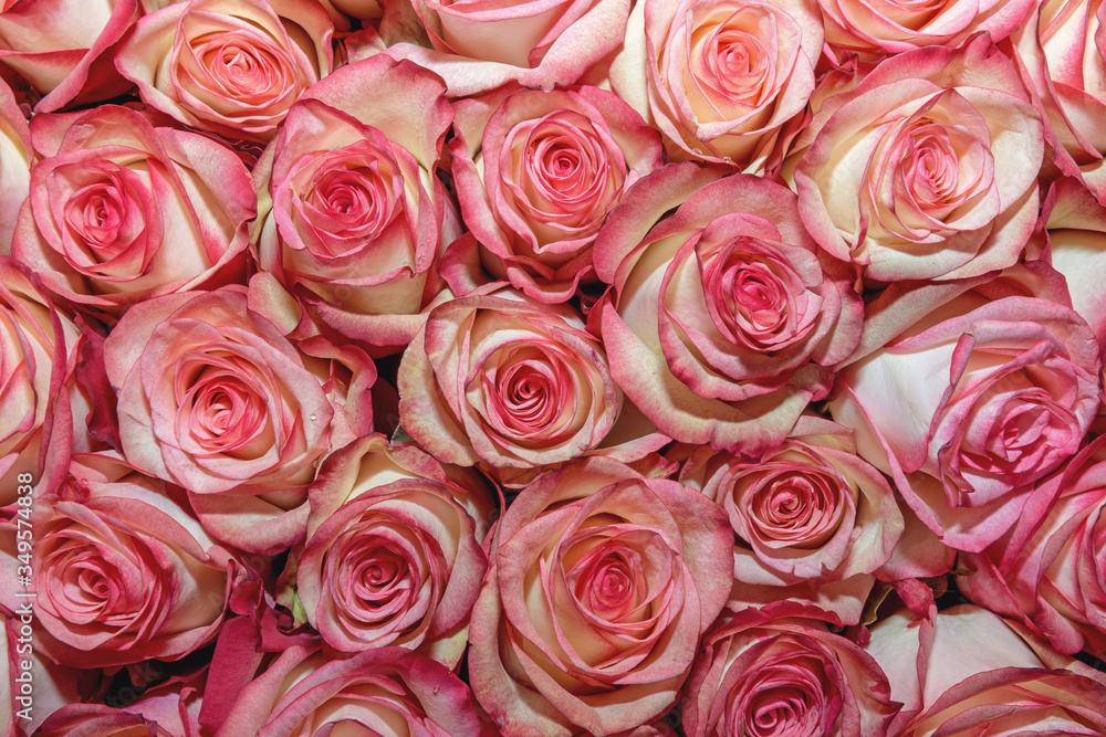 Background of beautiful flowers. rosebud. Design. Сlose up. Background of beautiful flowers. rosebud. Design. Сlose up.