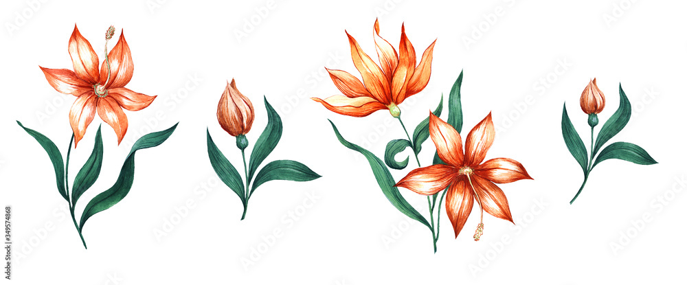 Bright beautiful watercolor set with orange lily flowers on a white background.