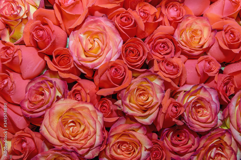 Background of beautiful flowers. rosebud. Design. Сlose up. Background of beautiful flowers. rosebud. Design. Сlose up.