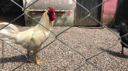 Organic animal husbandry, cock in hen coop