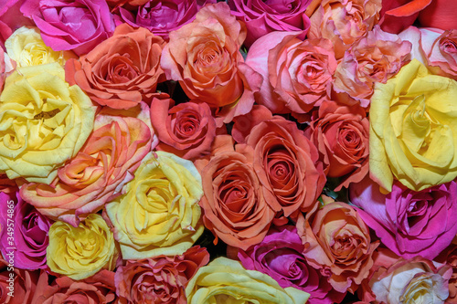 Background of beautiful flowers. rosebud. Design.   lose up.