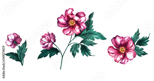 Bright beautiful watercolor set with pink flowers on a white background.