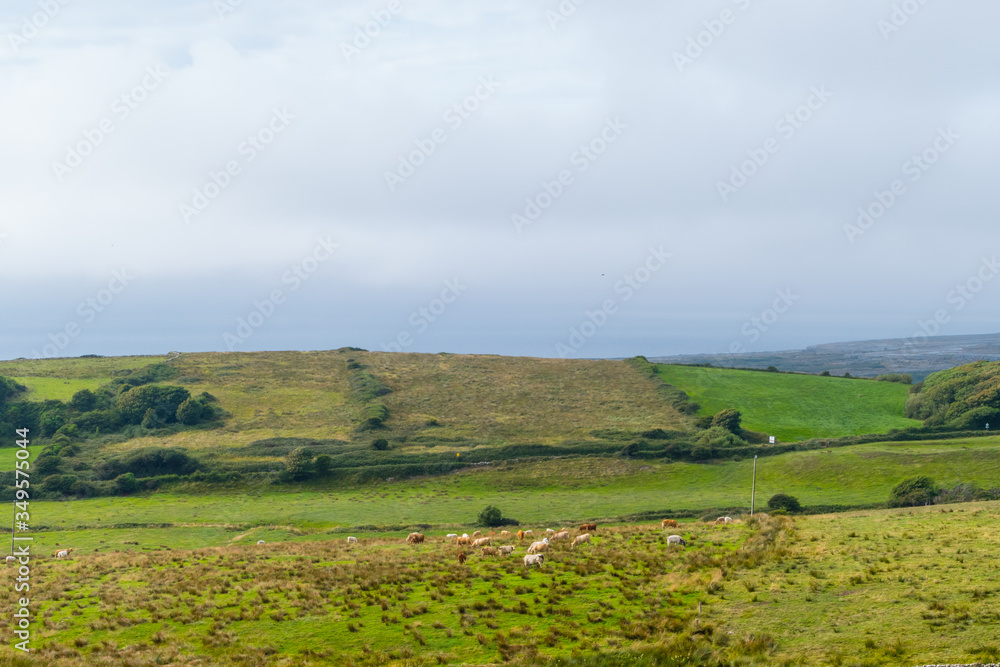 Rural Landscape with Cows Ireland 