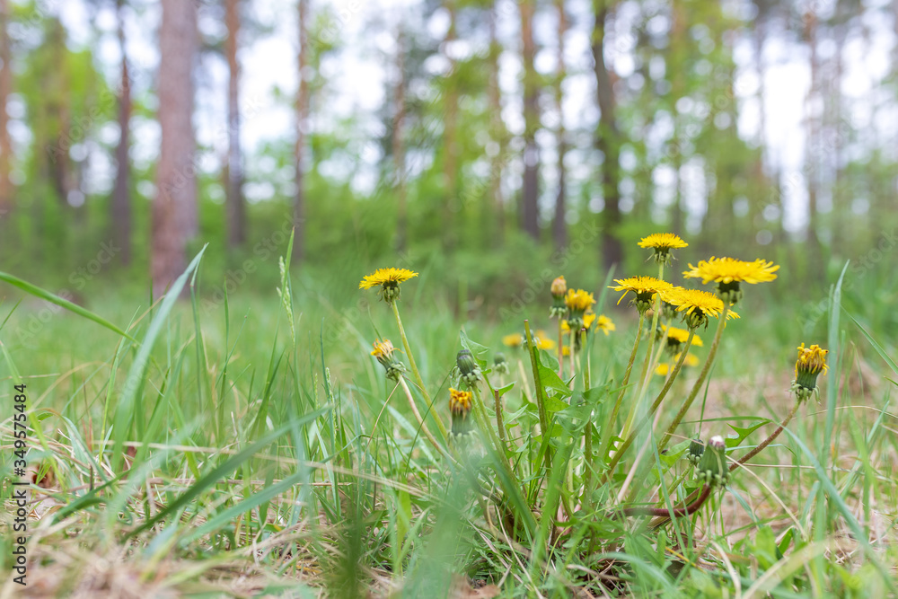 Dandelion blooming flower. Yellow shades on a background of fresh forest Dandelion blooming flower. Yellow shades on a background of fresh forest