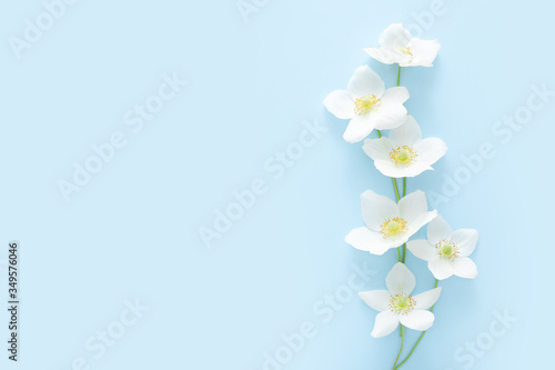 Spring white flowers on blue background with copy space. Top view © Limages Studio