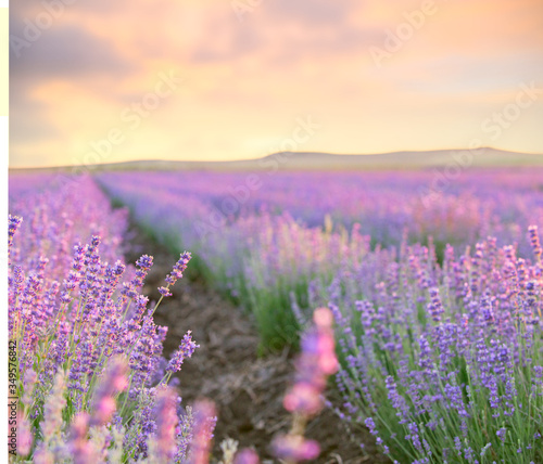 Fototapeta Naklejka Na Ścianę i Meble -  Sunset over a violet lavender field in Provence, France