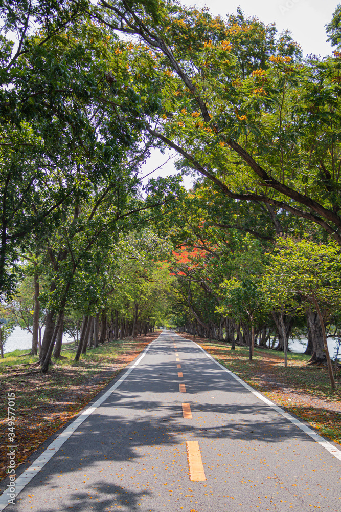 Fototapeta premium Road through and trees in park.