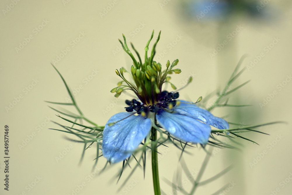 Blüte einer Jungfer im Grünen Blüte einer Jungfer im Grünen