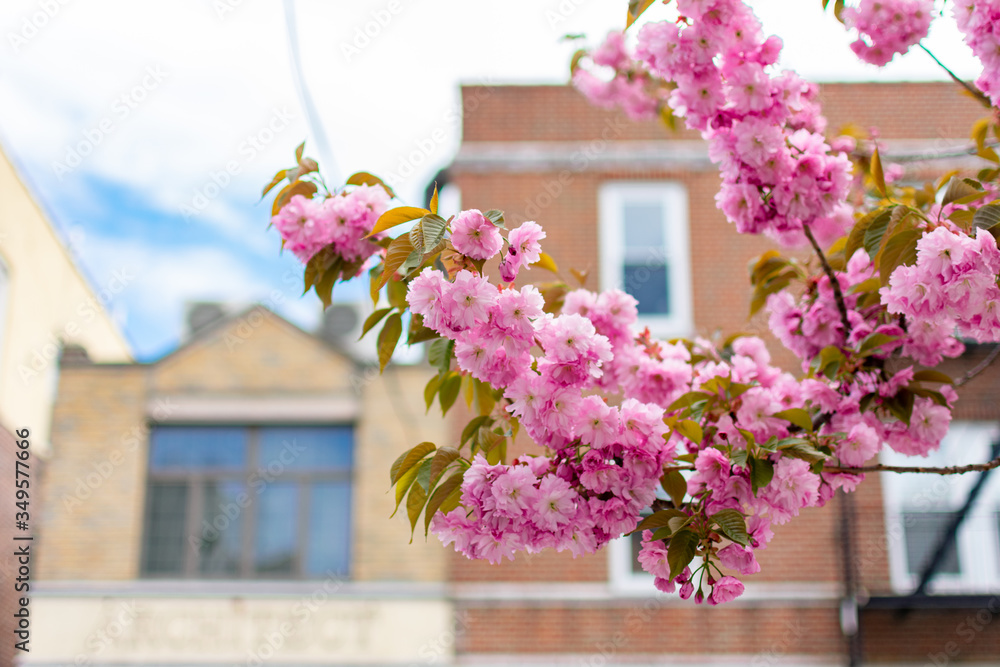 Naklejka premium Branch of Beautiful Pink Cherry Blossom Flowers during Spring in front of Old Brick Buildings in Astoria Queens New York