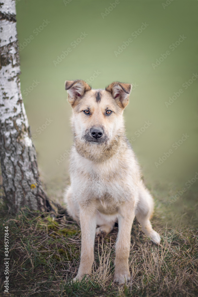 Fototapeta premium portrait of happy cute puppy with foliage bokeh background head shot of smile dog with colorful spring leaf at sunset with space for text