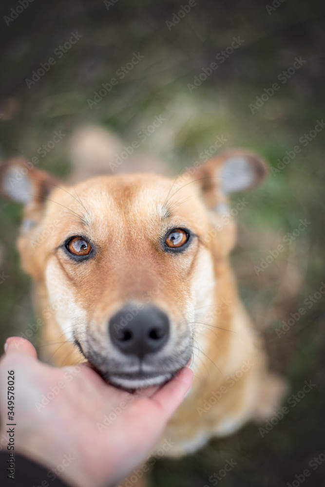 portrait of happy cute puppy with foliage bokeh background head shot of smile dog with colorful spring leaf at sunset with space for text