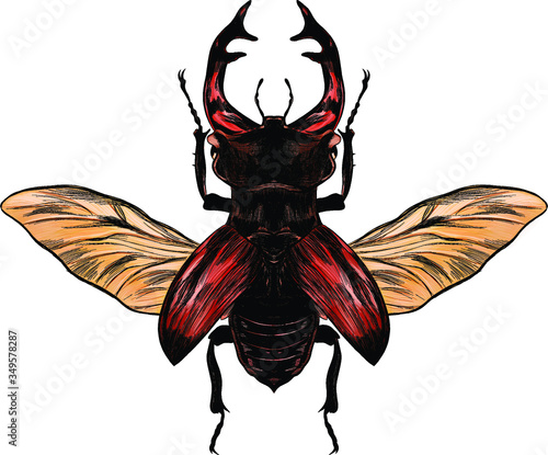 beetle stag Burgundy red brown strokes