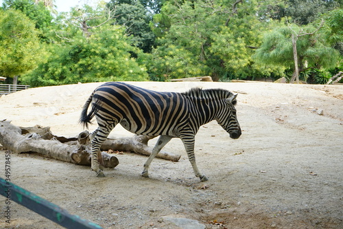 animales en cautiverio