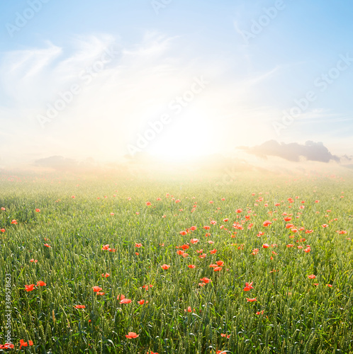 red poppy slowers among green prairie at the sunset, outdoor evening scene