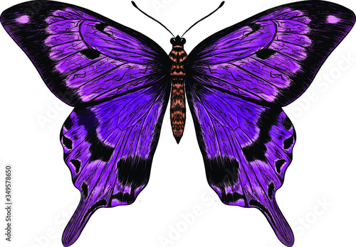 butterfly purple Morph fabulous beautiful