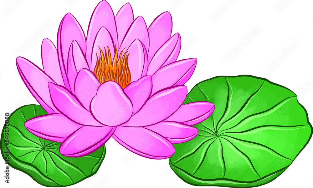 beautiful pink water Lily river water