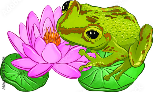 frog green on pink water Lily