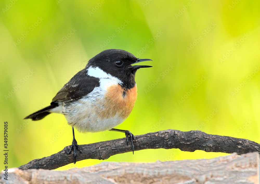 Fototapeta premium tarabilla europea macho cantando en una rama (Saxicola rubicola) Marbella Andalucía España 