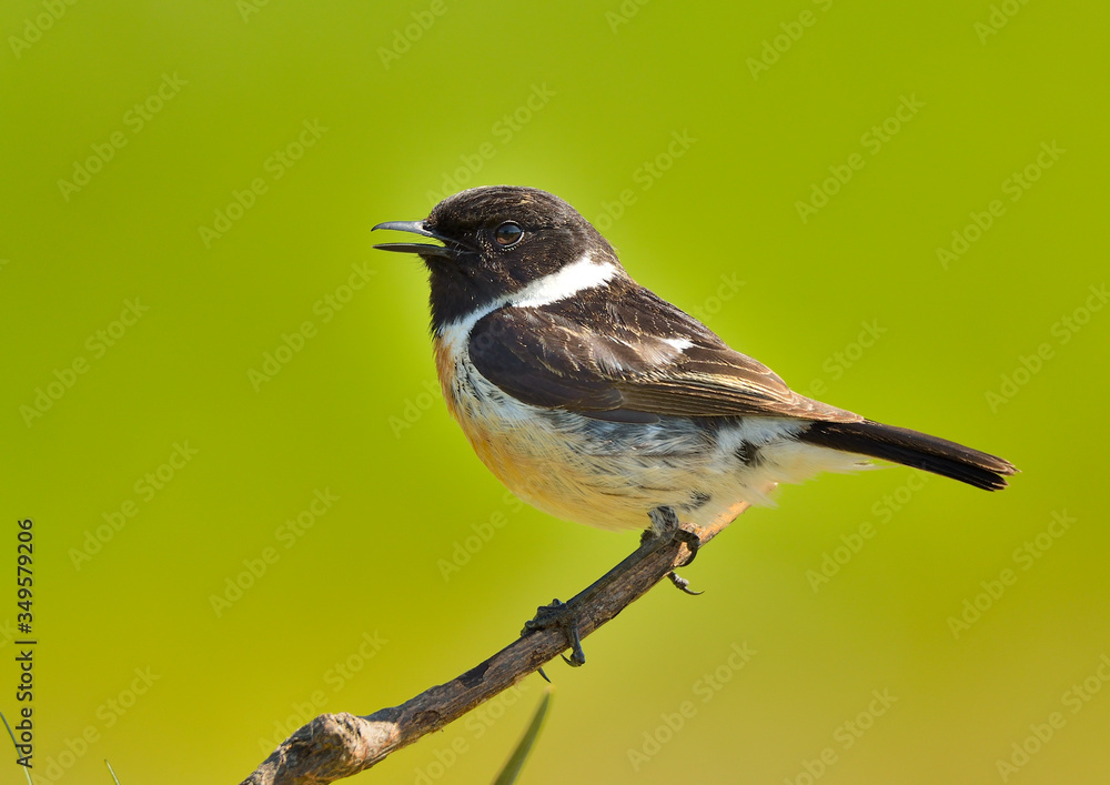 Obraz premium tarabilla europea cantando en una rama en primavera (Saxicola rubicola) Marbella Andalucía España 