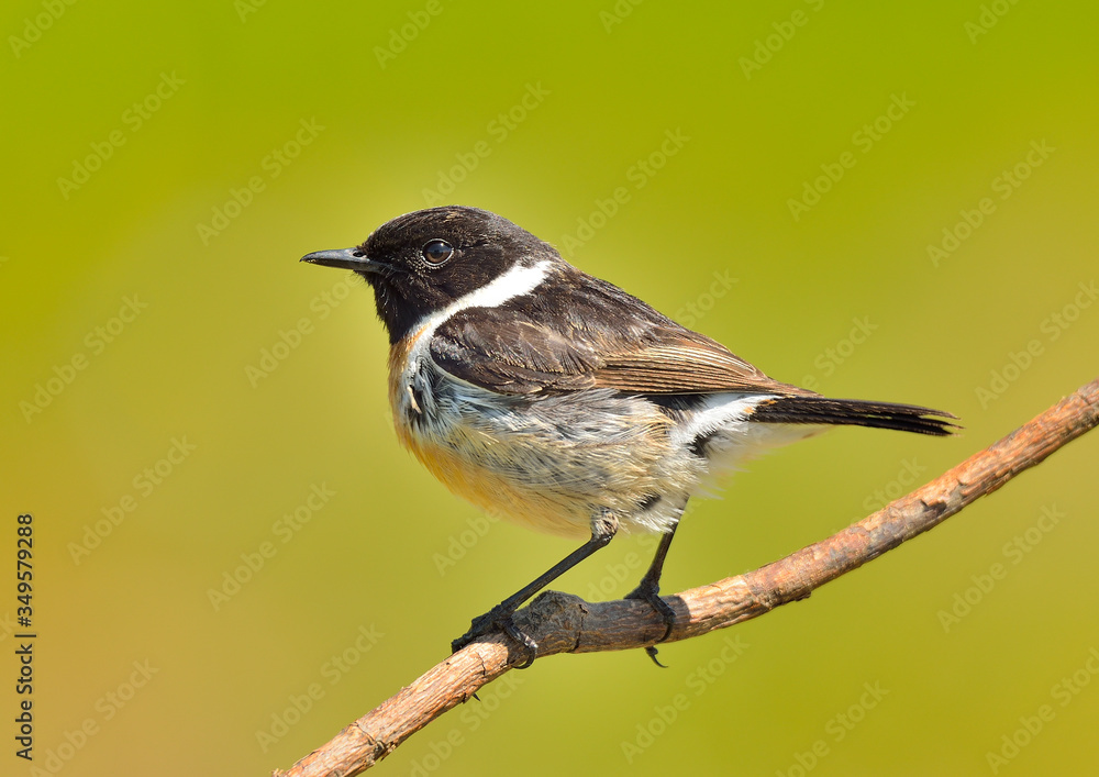 tarabilla macho en una rama (Saxicola rubicola) Marbella Andalucía España tarabilla macho en una rama (Saxicola rubicola) Marbella Andalucía España