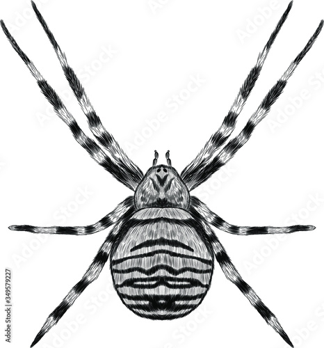 Argiope spider striped black and white coloring