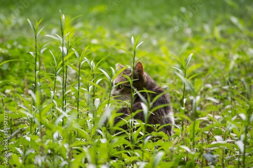 Gato pequeño en la hierba.