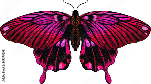 butterfly Papilio maackii crimson black photo