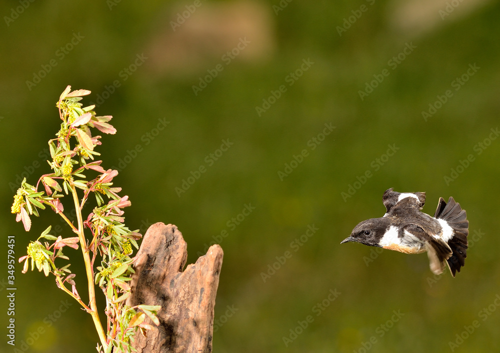 tarabilla europea macho volando al tronco (Saxicola rubicola) Marbella Andalucía España tarabilla europea macho volando al tronco (Saxicola rubicola) Marbella Andalucía España
