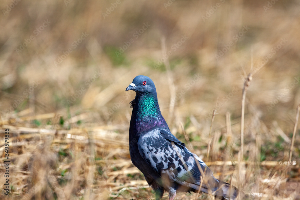 Rock Dove (Columba livia) in park Rock Dove (Columba livia) in park