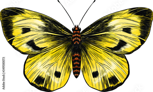 yellow lemongrass butterfly with black spots