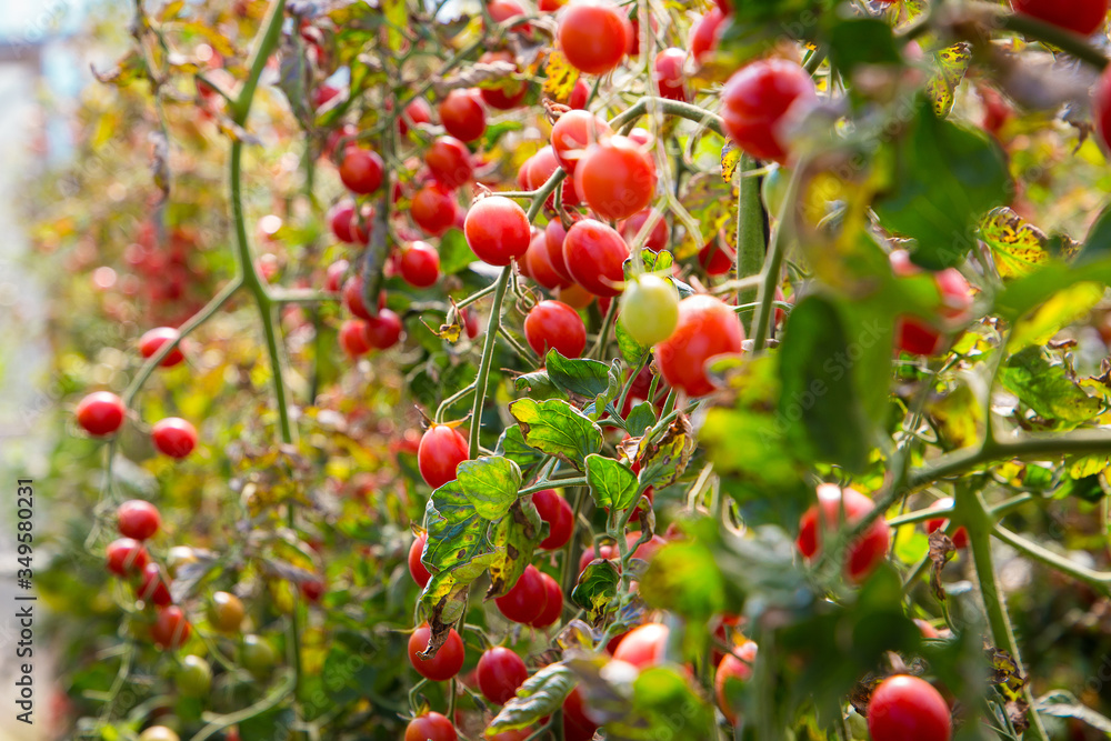 Red ripe tomatoes on a stalk in a greenhouse. Harvesting tomato, vegetable on a sunny day.